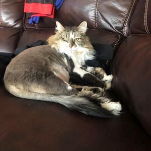 Meet your Posher, Laina